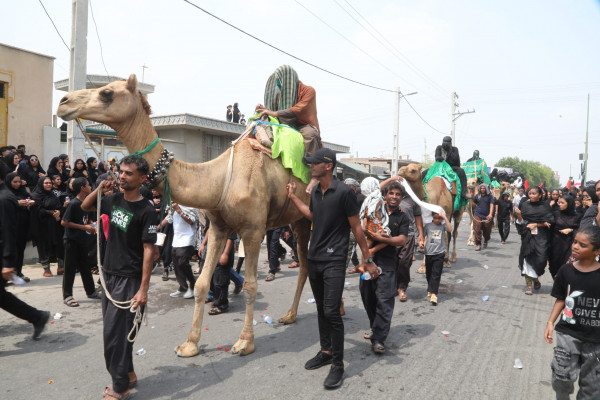 «شیر و کُتل» رسم ۴۰۰ ساله مینابی‌ها در روز عاشورا